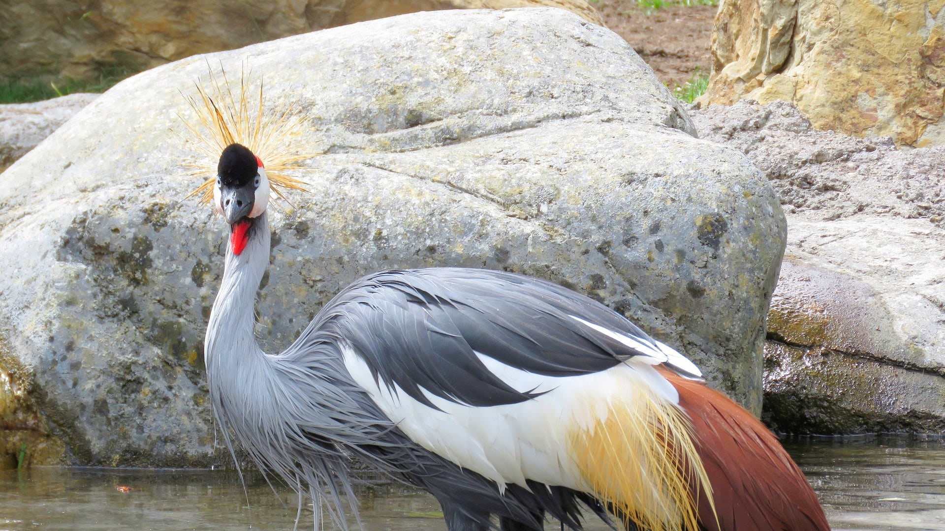 Kronenkranich in Uganda